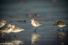 Sanderling on Beach Front View