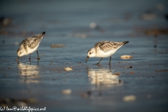 Sanderling on Beach Side View