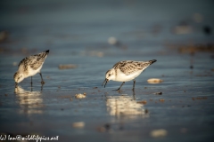 Sanderling on Beach Side View