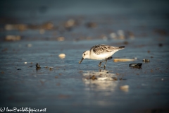 Sanderling on Beach Side View