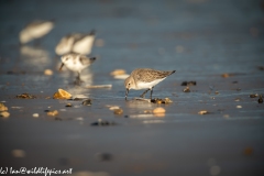 Dunlin on Beach Side View