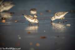 Sanderling on Beach Side View