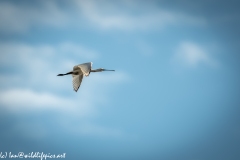 Spoonbill in Flight Side View