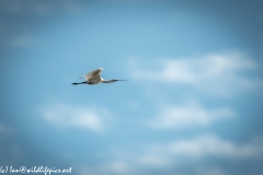 Spoonbill in Flight Side View