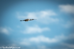 Spoonbill in Flight Side View