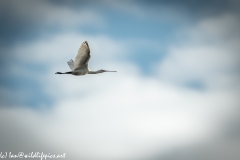 Spoonbill in Flight Side View