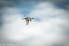 Spoonbill in Flight Side View