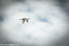 Spoonbill in Flight Side View