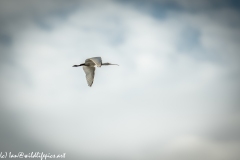 Spoonbill in Flight Side View