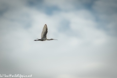 Spoonbill in Flight Side View