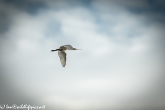 Spoonbill in Flight Side View