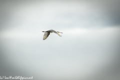 Spoonbill in Flight Side View