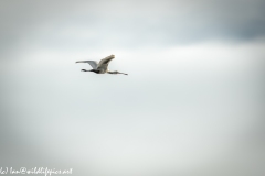 Spoonbill in Flight Side View