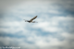 Spoonbill in Flight Side View