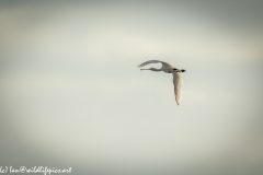 Spoonbill in Flight Side View