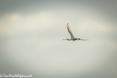 Spoonbill in Flight Side View