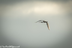 Spoonbill in Flight Side View