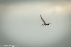 Spoonbill in Flight Side View