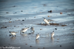 Sanderling Landing on Beach Front View