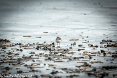 Ringed Plover on Beach Front View