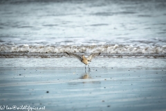 Bar-tailed Godwit Landing on Beach Front View