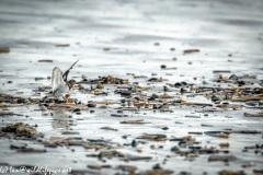 Turnstone Landing on Beach Side View