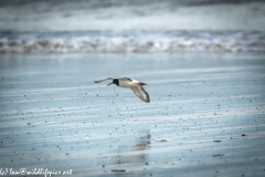 Oystercatcher in Flight Over Beach Side View