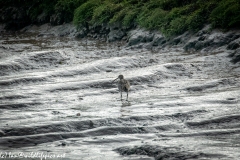 Curlew on Mud Banks Back View