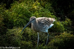 Curlew on Moss Front View