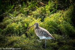 Curlew on Moss Front View