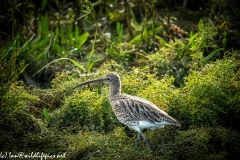 Curlew on Moss Front View