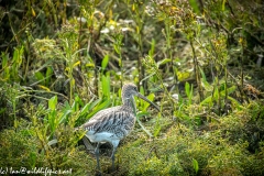 Curlew on Moss Back View