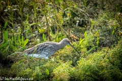 Curlew on Moss Front View