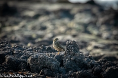 Meadow Pipit on Mud Bank Side View