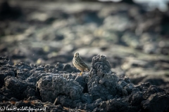 Meadow Pipit on Mud Bank Side View