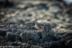 Meadow Pipit on Mud Bank Side View