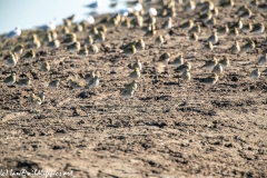 Golden Plovers on Mud Bank