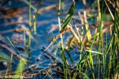 Dragonflies Mating Side View