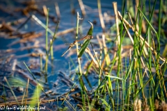 Dragonflies Mating Side View