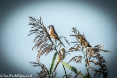 Male & Female Bearded Tit