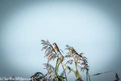 Male & Female Bearded Tit