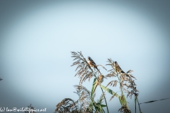 Male & Female Bearded Tit