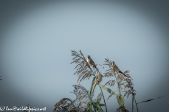 Male & Female Bearded Tit