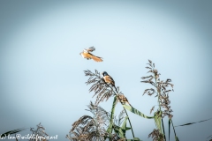 Male & Female Bearded Tit