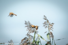 Male & Female Bearded Tit