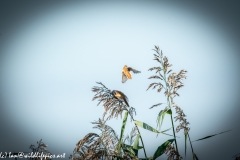 Male & Female Bearded Tit