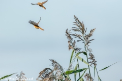 Male & Female Bearded Tit in Flight