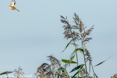 Bearded Tit in Flight