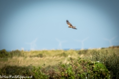 Male Marsh Harrier in Flight Side View