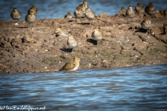 Golden Plover in Water Side View